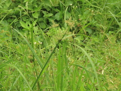 Cyperus pilosus