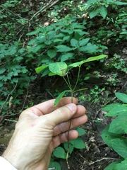 Euphorbia mercurialina