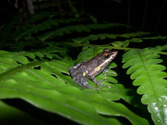 Mantidactylus lugubris