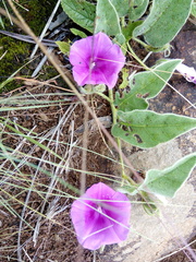 Ipomoea pellita