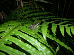 Mantidactylus lugubris