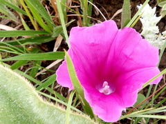 Ipomoea pellita