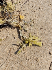 Fucus serratus