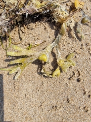 Fucus serratus