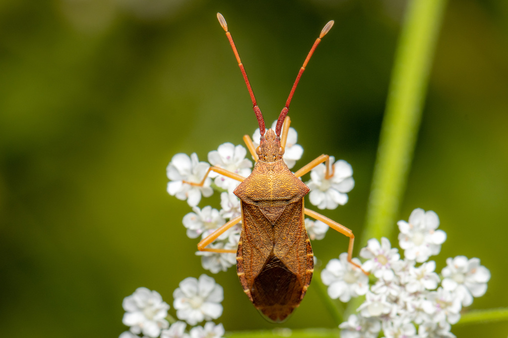 Box Bug, photo 1 of 10