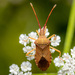 Box Bug - Photo (c) Quentin Gaillard, some rights reserved (CC BY-NC), uploaded by Quentin Gaillard