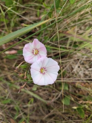 Convolvulus arvensis