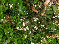 Pseuderanthemum variabile