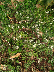 Pseuderanthemum variabile