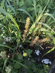 Dracocephalum thymiflorum