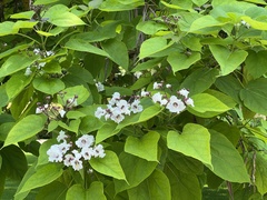 Catalpa