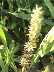 Dracocephalum thymiflorum