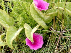 Ipomoea pellita