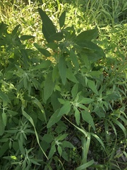 Chenopodium album