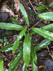 Carronia multisepalea, photograph Samuel Frankel, CC BY, iNaturalist via GBIF
