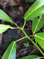 Carronia multisepalea, photograph Samuel Frankel, CC BY, iNaturalist via GBIF
