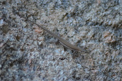 Podarcis liolepis
