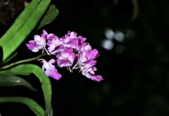 Aerides