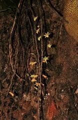 Dendrobium macrostachyum