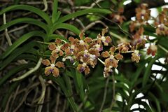 Vanda tessellata