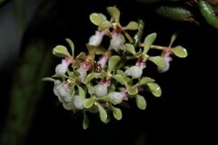 Smithsonia viridiflora