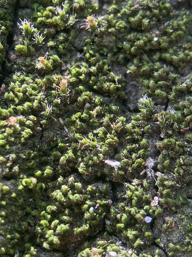 Image of Zygodon rupestris by (c) Thomas Dreux, some rights reserved (CC BY)