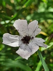 Microbotryum saponariae