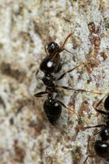 Crematogaster laeviceps