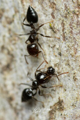 Crematogaster laeviceps