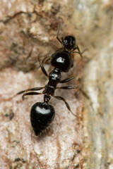 Crematogaster laeviceps