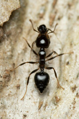 Crematogaster laeviceps