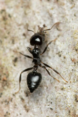 Crematogaster laeviceps