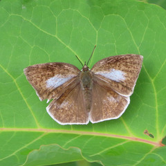 Curetis acuta paracuta