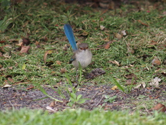 Malurus splendens splendens