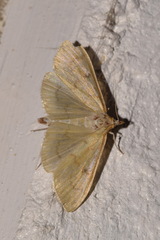 Paratalanta hyalinalis