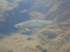 Common Sawbelly photo 3