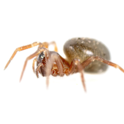 Tapinocyba insecta