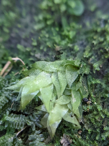 Hookeria acutifolia