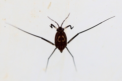 Trepobates pictus