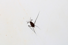 Trepobates pictus