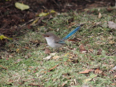 Malurus splendens splendens
