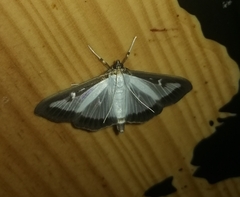 Cydalima