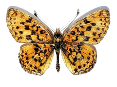 Boloria selenis