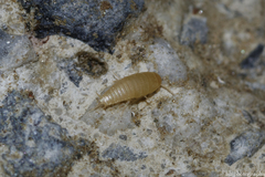 Proatelurina pseudolepisma