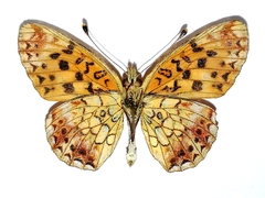 Boloria selenis