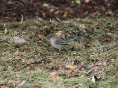 Malurus splendens splendens