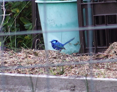 Malurus splendens splendens