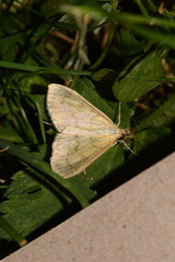 Paratalanta hyalinalis