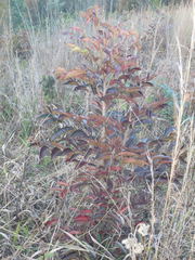 Glochidion ferdinandi