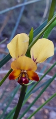 Diuris brumalis